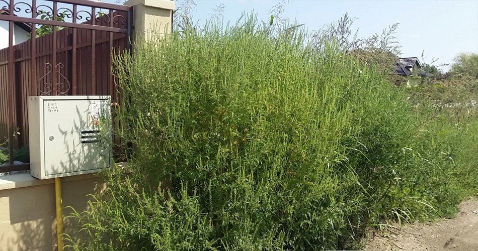 28 septembrie - Ziua de luptă împotriva ambroziei din judeţul Covasna