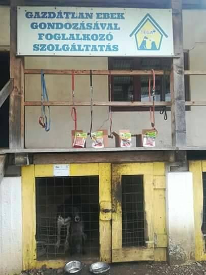 3 câini și-au găsit stăpân după Ziua porților deschide de la Adăpostul din Câmpu Frumos