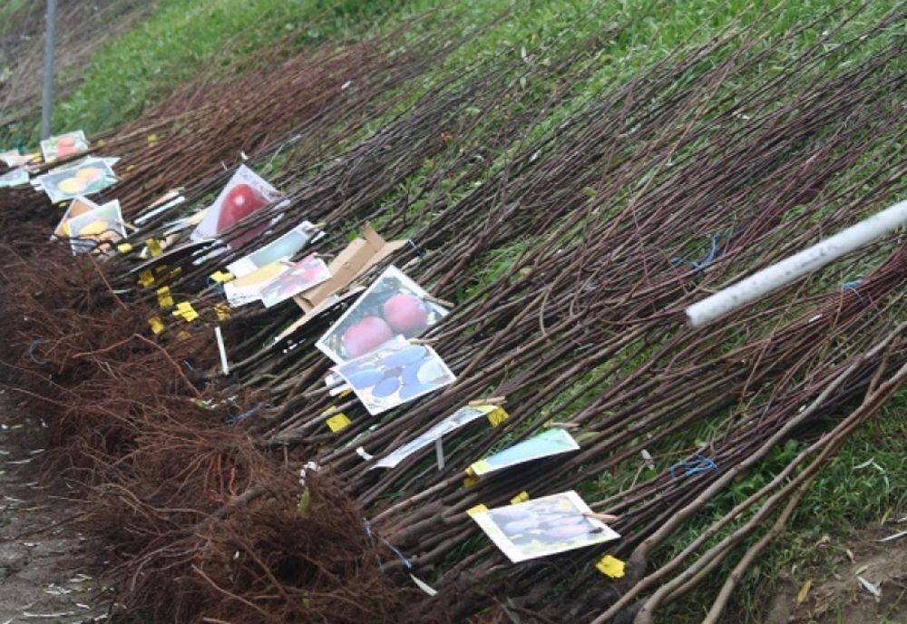 Fundația Comunitară Covasna a primit 8.000 lei pentru achiziționarea de puieți de pomi fructiferi