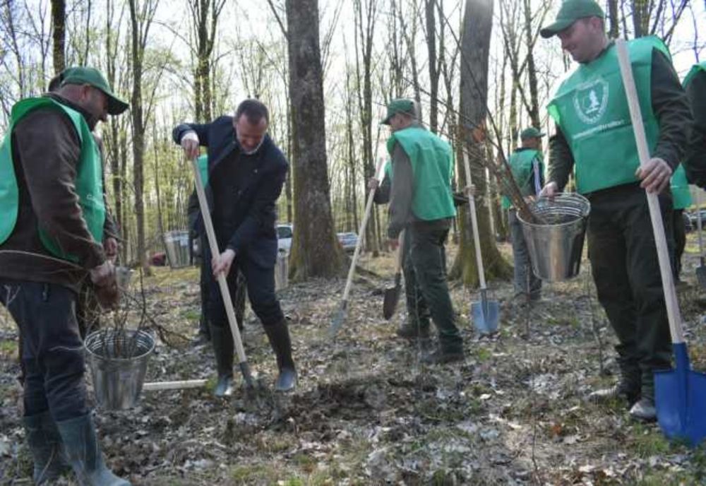 Peste 180.000 de puieți plantați în 2019, în afara fondului forestier, prin Direcția Silvică Covasna 