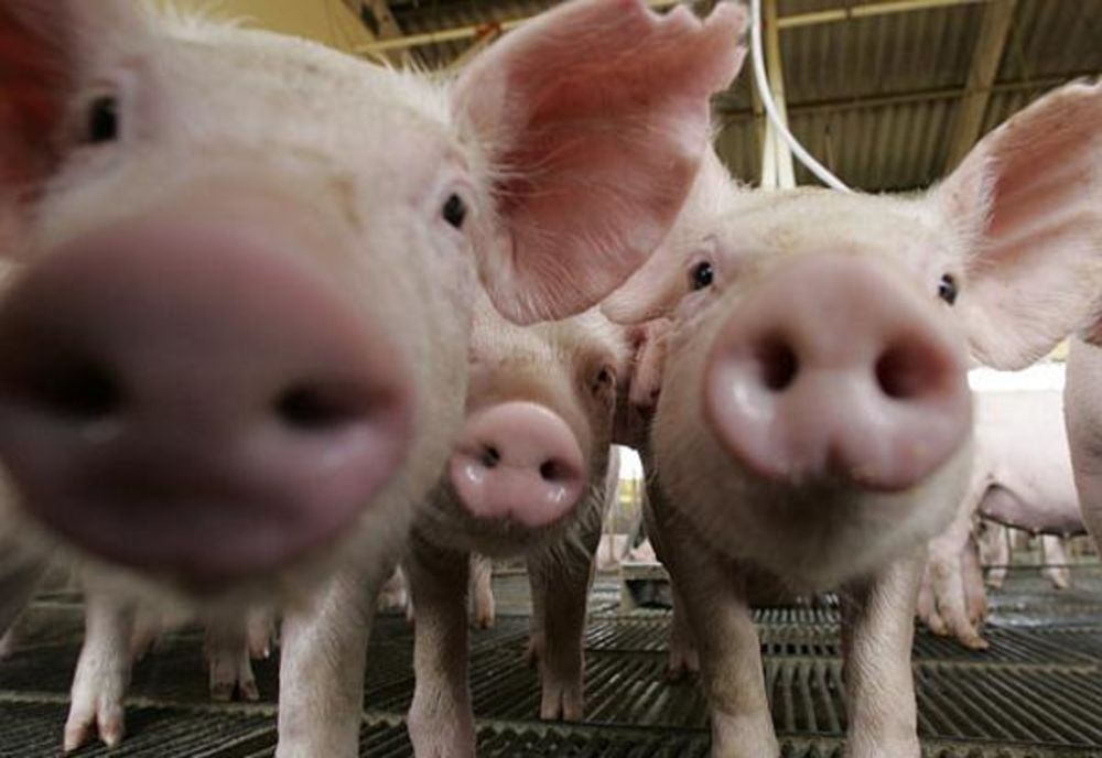 Fermier din județul Covasna, disperat că banca îl execută silit