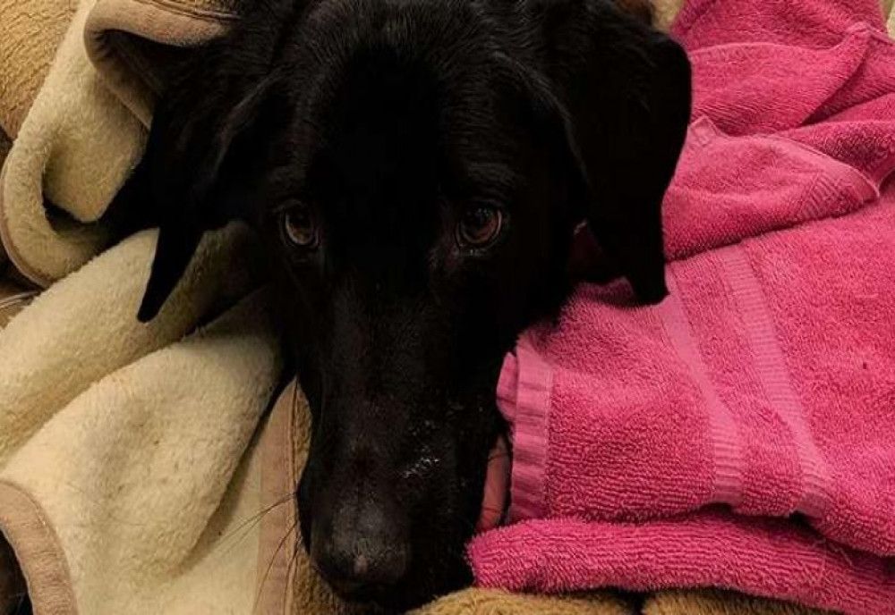  Probleme de sezon: Un labrador a fost salvat de medici după ce a înghiţit 34 de decoraţiuni de Crăciun 