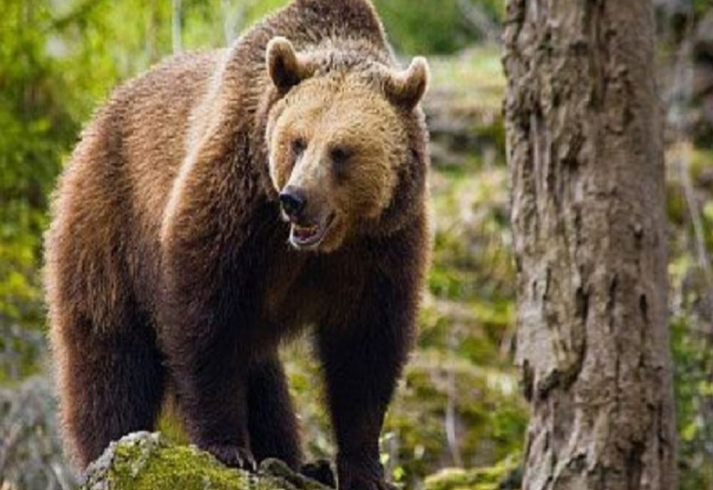 Două mesaje RO-ALERT în județul Harghita, în mai puțin de 15 minute