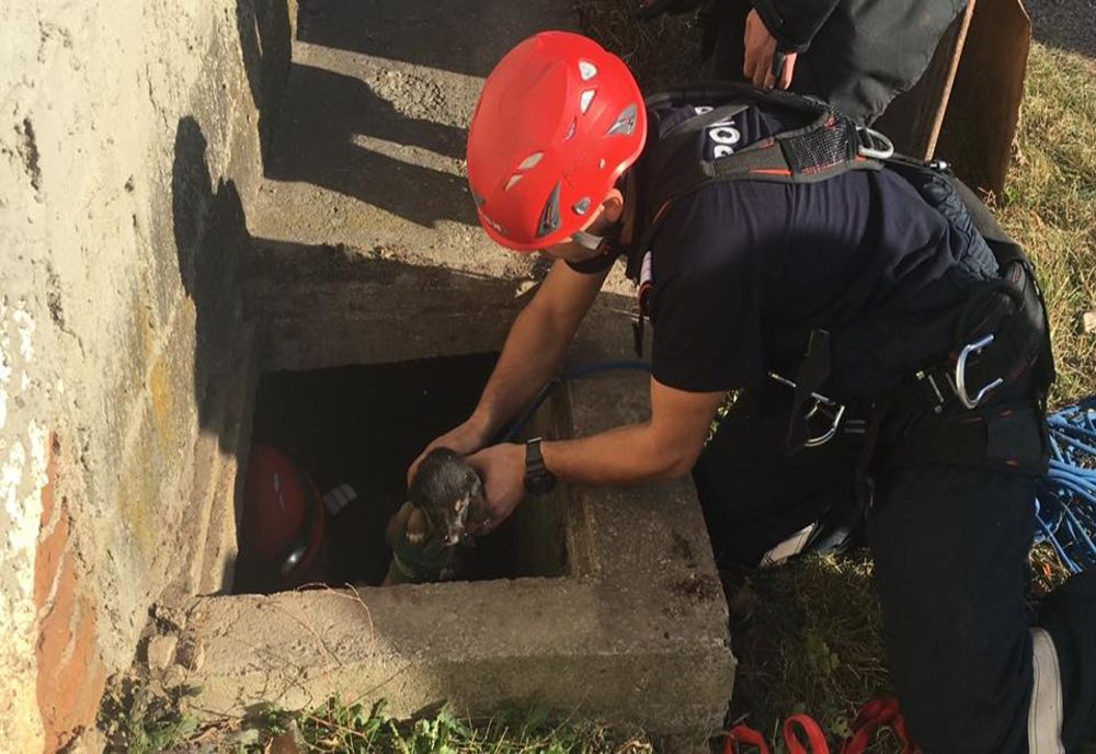 Și animelele sunt importante! Iepuri, berze, cai și pui de urși, printre vietățile salvate de pompierii covăsneni în acest an 