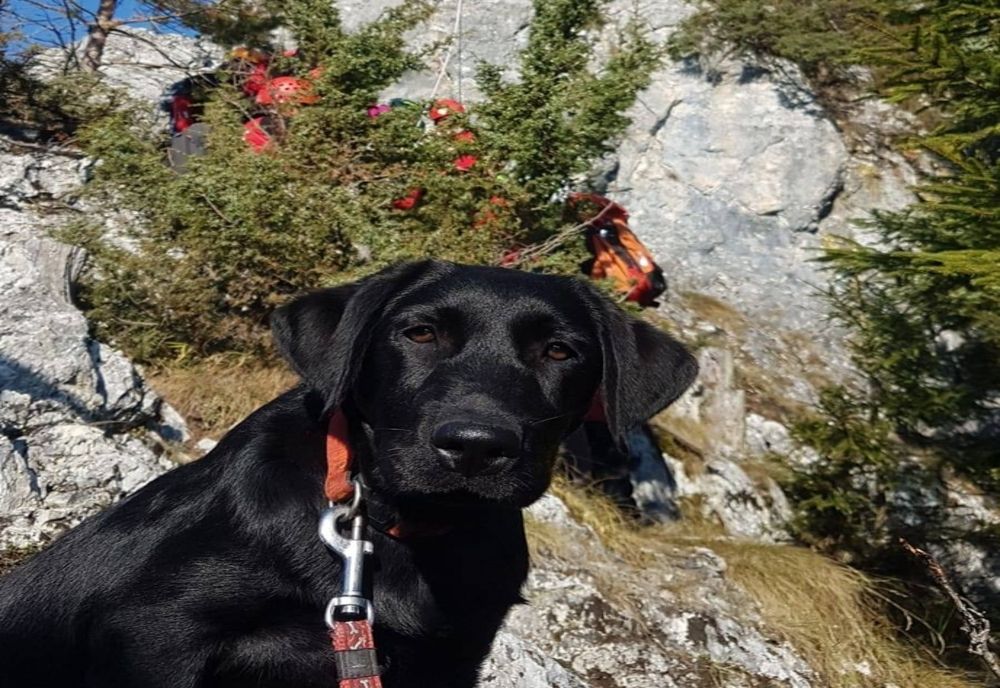 Primul câine Salvamont din județul Covasna va ajuta la găsirea persoanelor dispărute