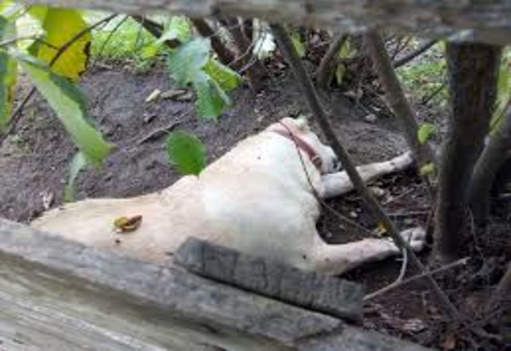 Bărbat din Vâlcele, cercetat de poliţişti după ce a ucis câinele unui localnic