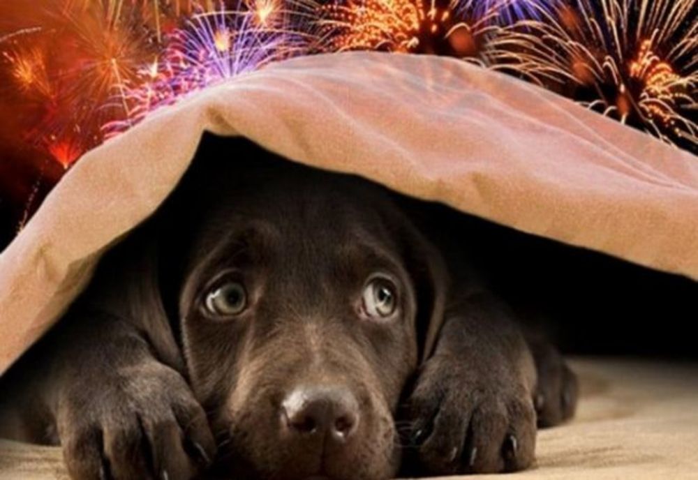 Petiție online împotriva petardelor semnată și la Sfântu Gheorghe. PSD nu vrea restricții la vânzarea articolelor pirotehnice