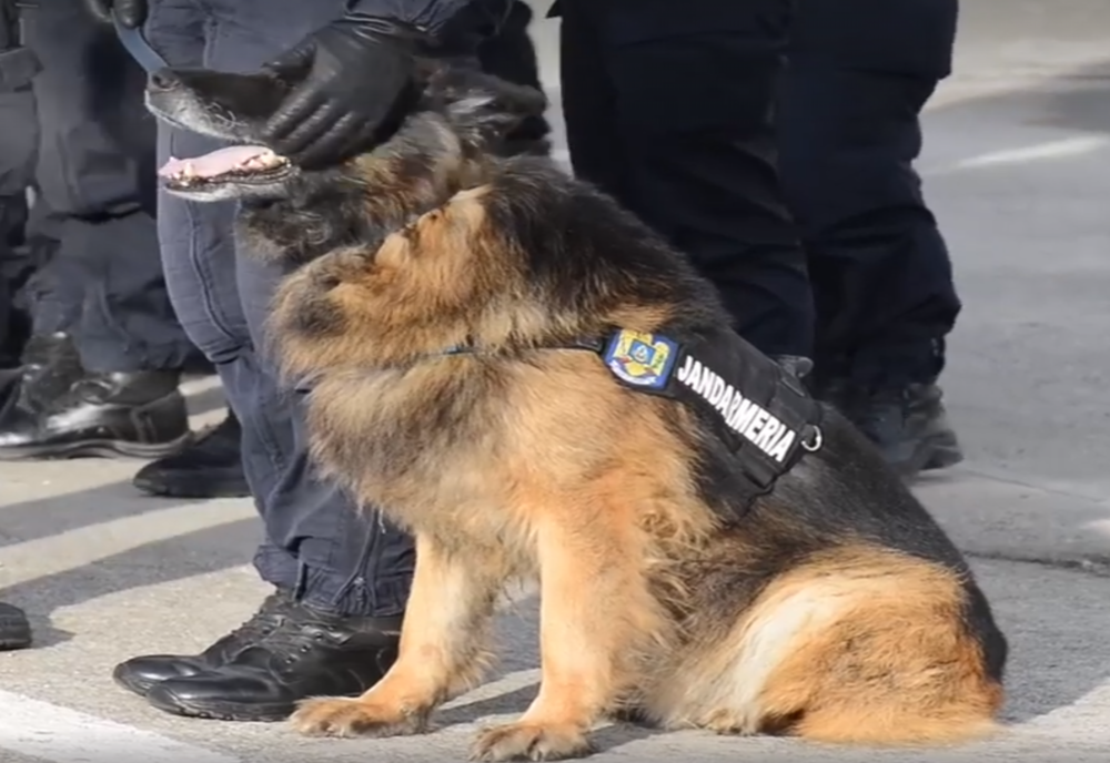 Pabal, câinele-jandarm al judeţului Covasna, a ieșit la pensie