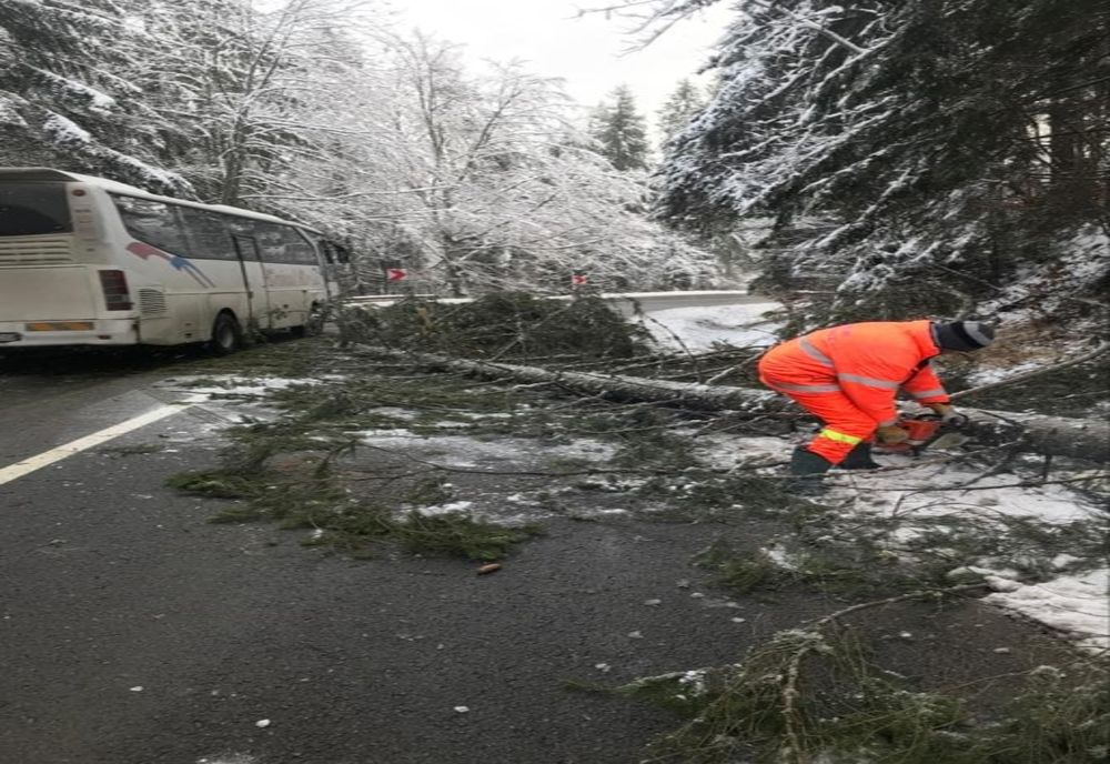 4 copaci doborâți de vânt pe drumurile din județul Covasna