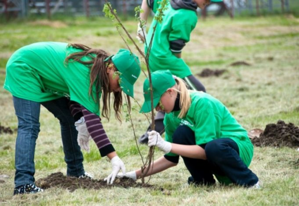 5.000 de puieți, prin programul Poarta Soarelui, la Șugaș Băi