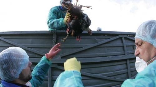 Comerciant ilegal de păsări, depistat de polițiștii covăsneni. 70 de găini neutralizate