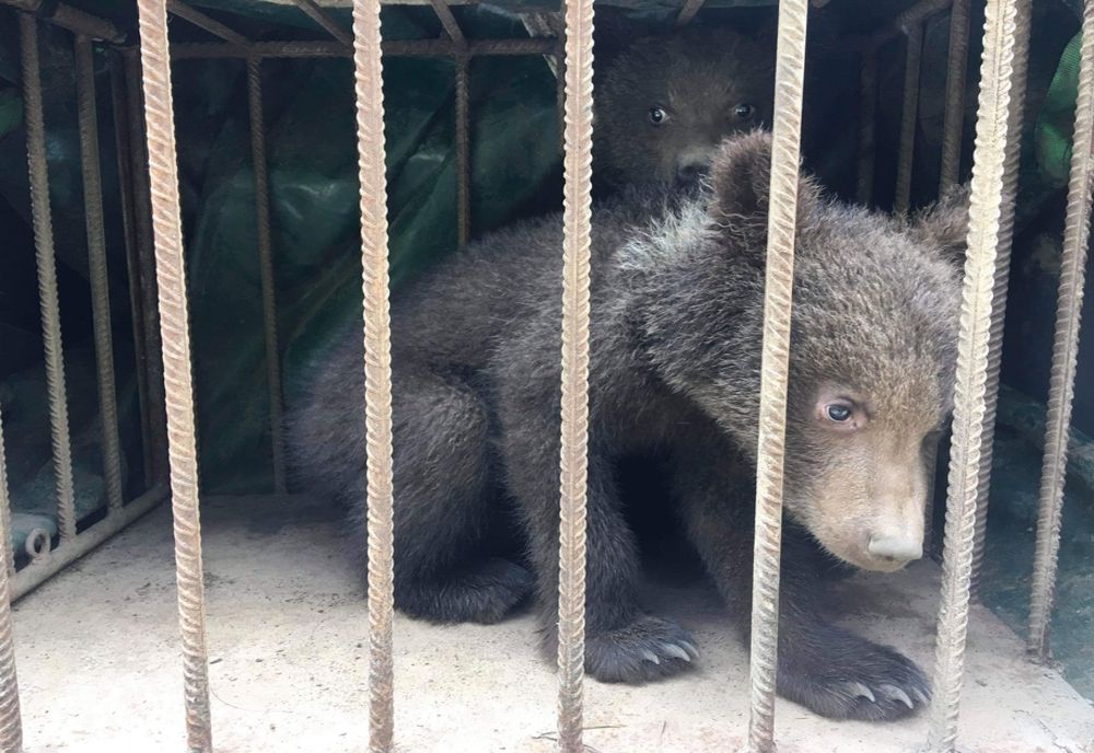 Ursuleți abandonați de mamă, găsiți de APM Covasna într-un copac din Zăbala