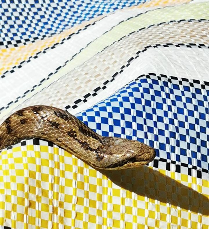 Șarpe găst într-o curte de pe strada Voican. Proprietarii au chemat jandarmii