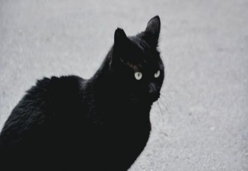 A intrat cu mașina în stâlp din cauza unei pisici