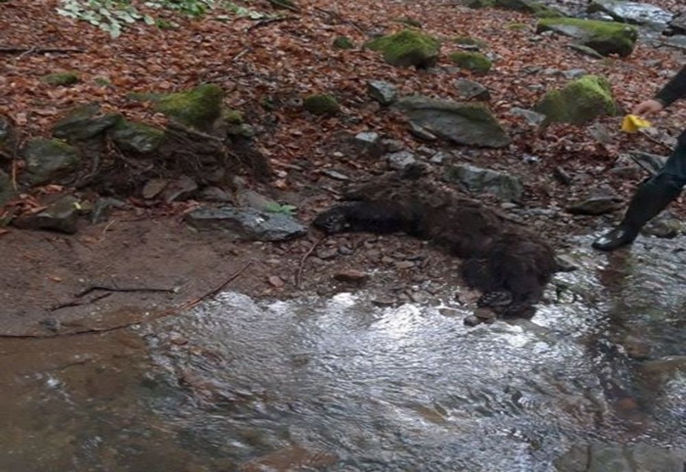 Pui de urs ucis, găsit în albia unui pârâu din judeţul Covasna