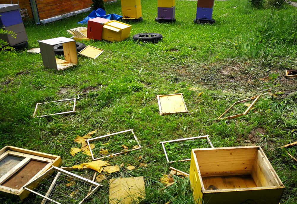 Un urs cu poftă de dulce a dat atacul la stupina unui apicultor din Vâlcele