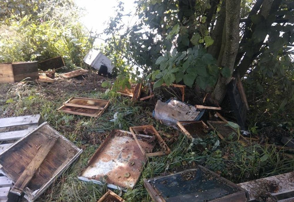 Un urs a distrus şapte stupi, la Bixad (FOTO)