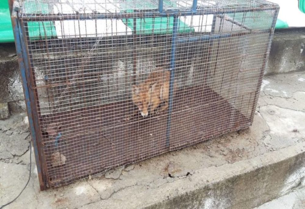 Sepsi OSK are „suporteri” și în rândul animalelor sălbatice. Vulpi prinse pe stadionul din Sfântu Gheorghe chiar înaintea meciului cu Chindia Târgoviște