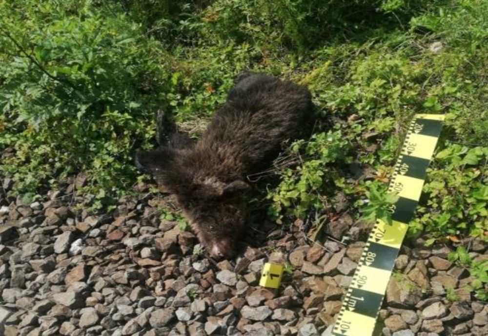 Urs incinerat, după ce a fost ucis de tren