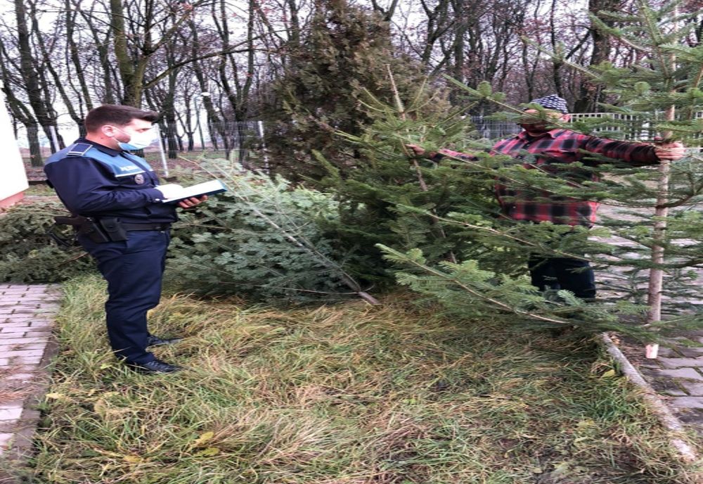 Polițiștii din Covasna au confiscat peste 400 de pomi de Crăciun 