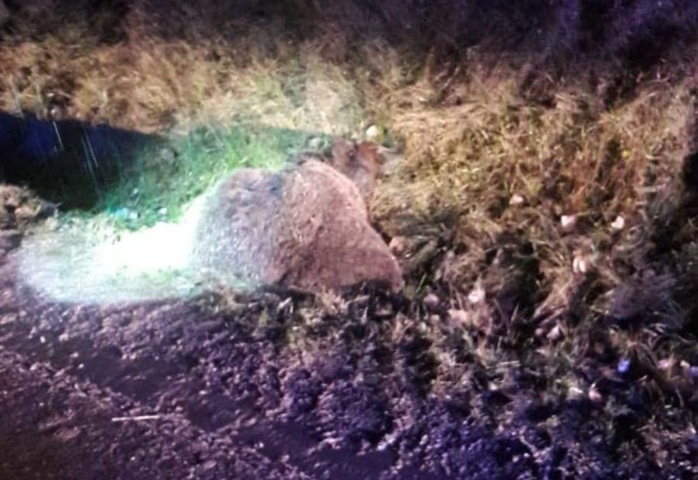 Ursoaică ucisă de mașină, în județul Covasna