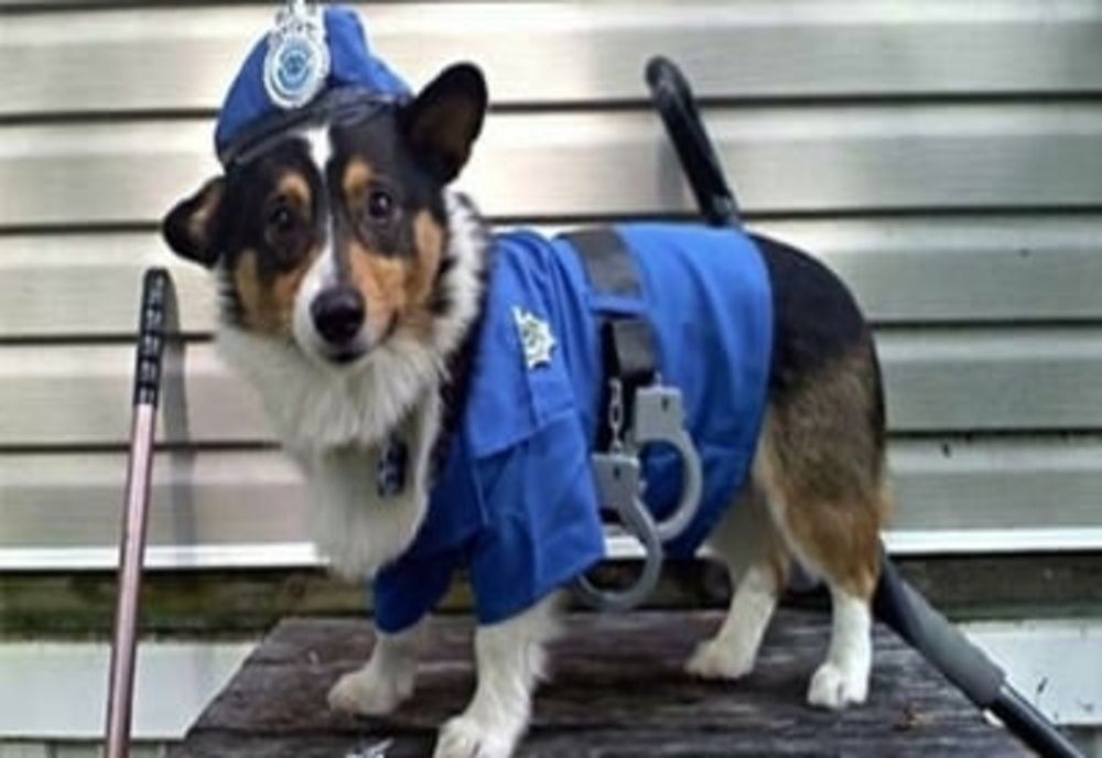 Polițiștii fac publice prevederile legale în domeniul protecției animalelor!