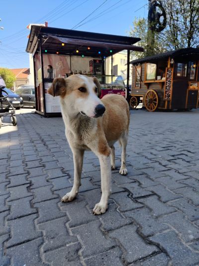 Animale salvate de polițiștii din Covasna