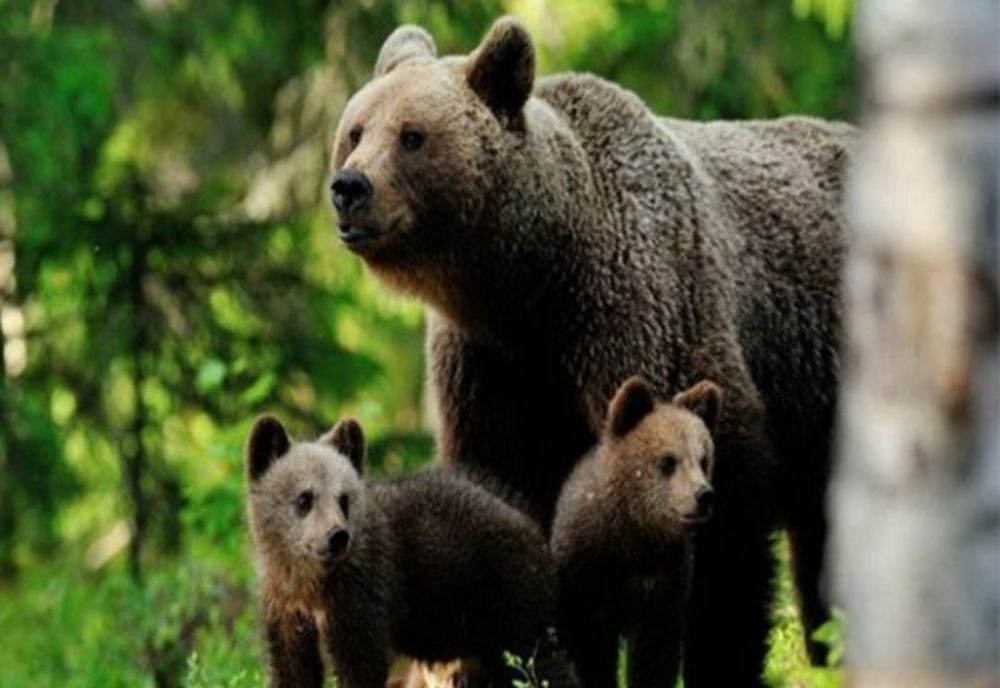 Peste 1.000 de atacuri ale urşilor în judeţul Covasna în ultimii 5 ani! Pagubele se ridică la zeci de milioane de lei