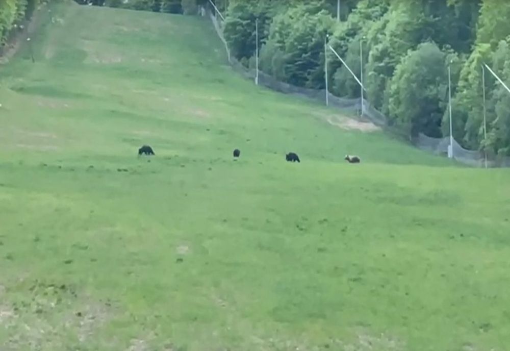 Urși filmaţi pe pârtia mică de schi din staţiunea Şugaş Băi