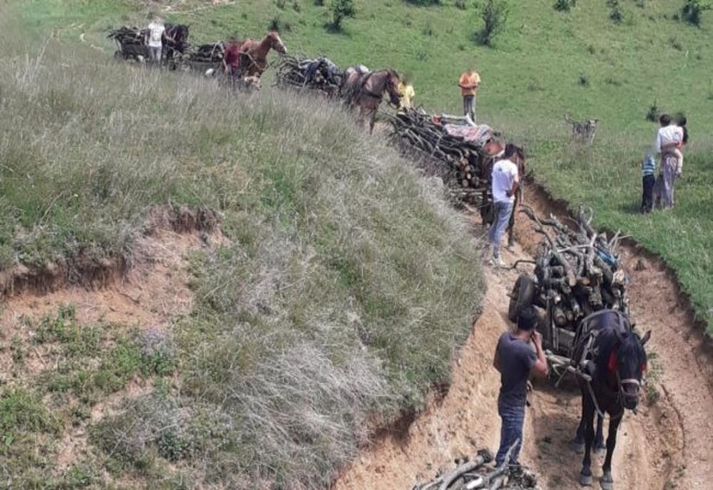 Amenzi de 18.000 de lei pentru tăieri ilegale de lemn