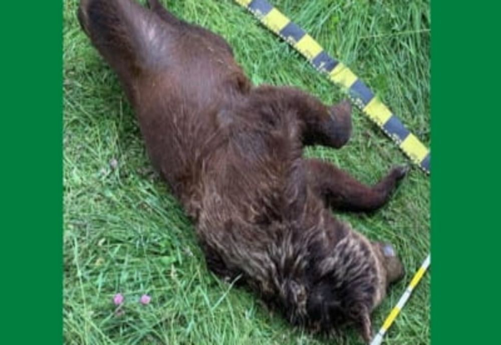 Urs omorât de tren în Covasna şi aruncat de impact în râul Olt