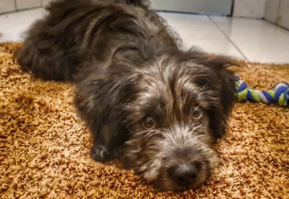 Pui de câine din Turia, găsit în Germania la aproape 1.500 kilometri de casă