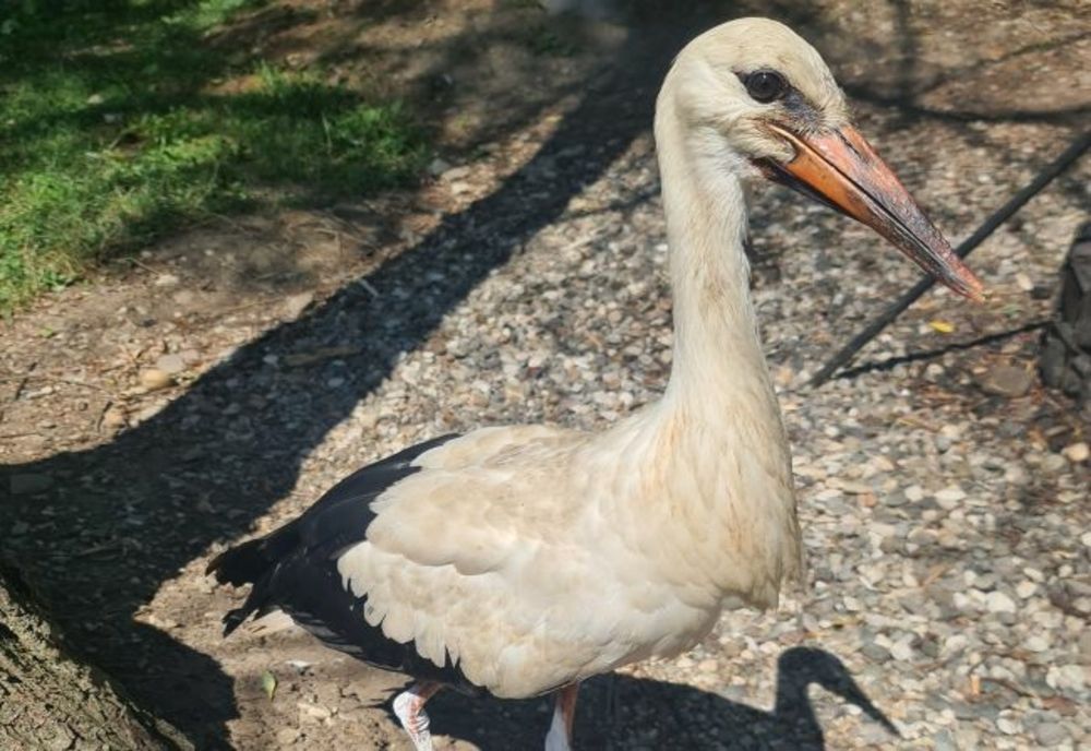 Pui de barză salvat de autorități