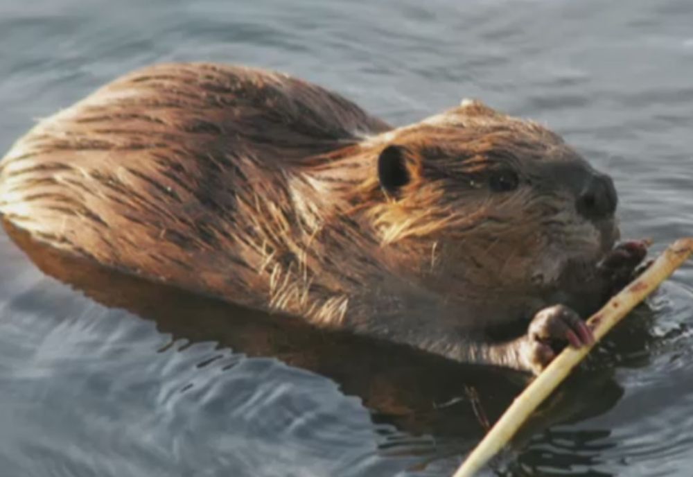 Vizuinile făcute de castori au fost inventariate de autoritățile din Covasna