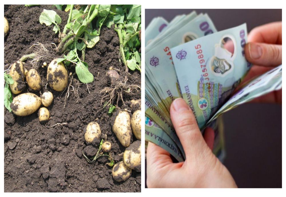 Cartofii riscă să devină un lux: mai puțini și mai scumpi! Românii sunt disperați