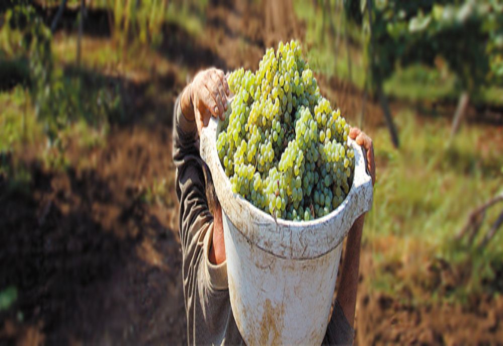 Seceta a înjumătățit producția de struguri. Zilierii refuză 5.000 de lei pe lună, fermierii sunt disperați