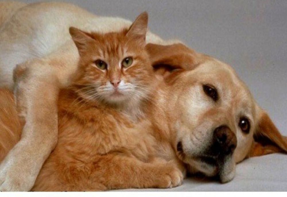 Ce animal domestic ești, în funcție de zodia ta. Află ce TRĂSĂTURI te dau de gol