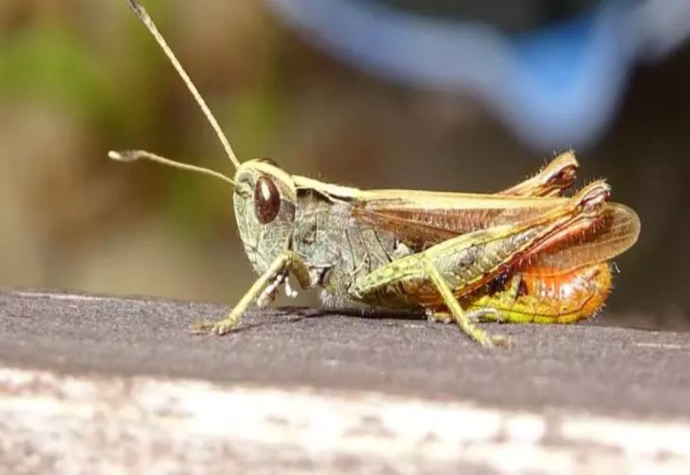 Românii consumă de zeci de ani insecte și nu au habar de asta. LISTA alimentelor care conțin aditivul E120