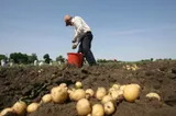 România cheltuie anual 64 de milioane de euro pentru a cumpăra cartofi din import