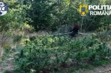  Cultură de canabis descoperită într-o pădure din Dalnic; un bărbat, arestat preventiv