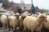 Efectele conflictului din Orientul Mijlociu ar putea fi resimțite la exporturile de ovine după Paște