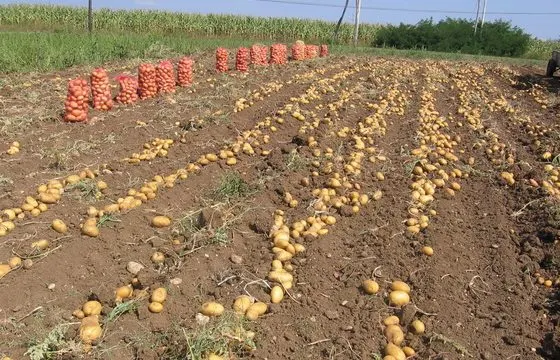 Producţia de cartofi