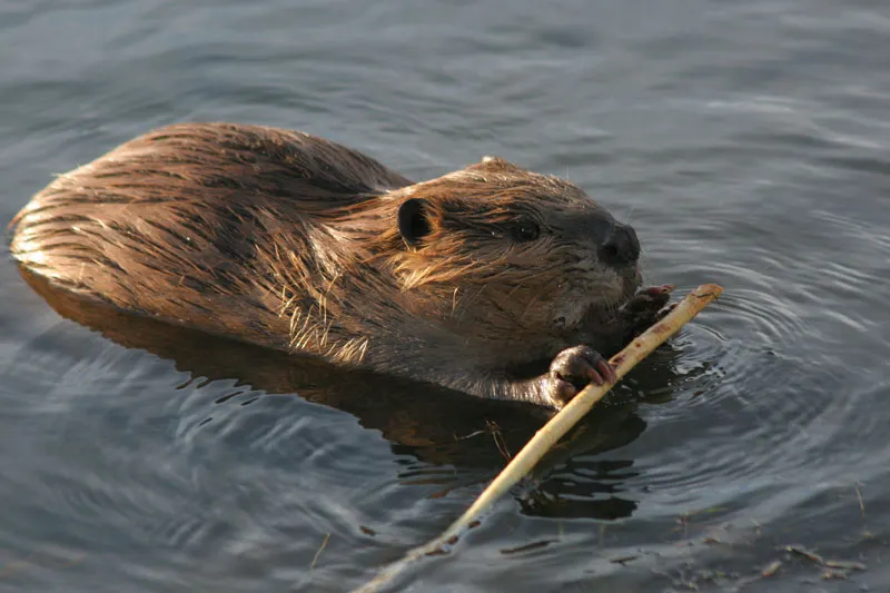 castori