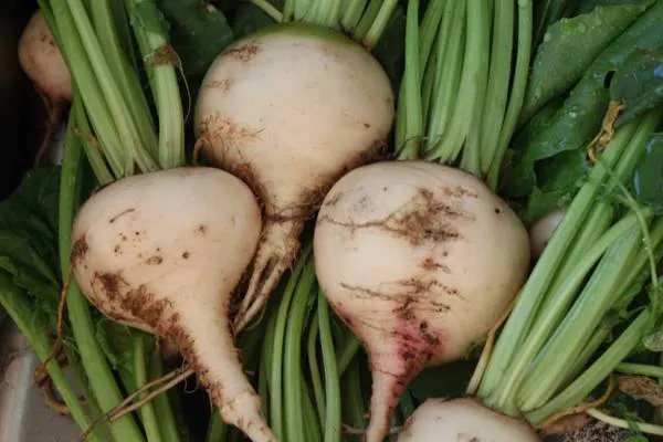 sfecla