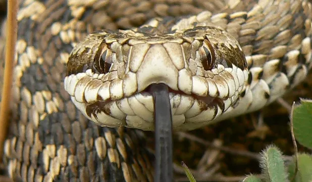 cover-vipera