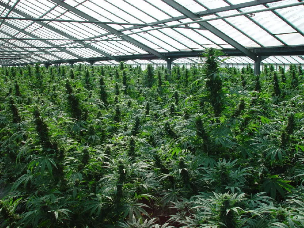 România, încă un pas pentru legalizarea canabisului în scop medicinal