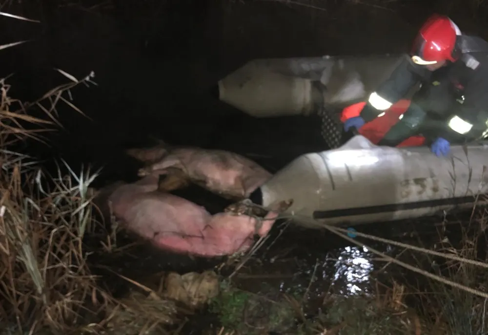 Nu s-a confirmat prezenţa pestei la porcii găsiţi în lacul de lângă Vârghiş