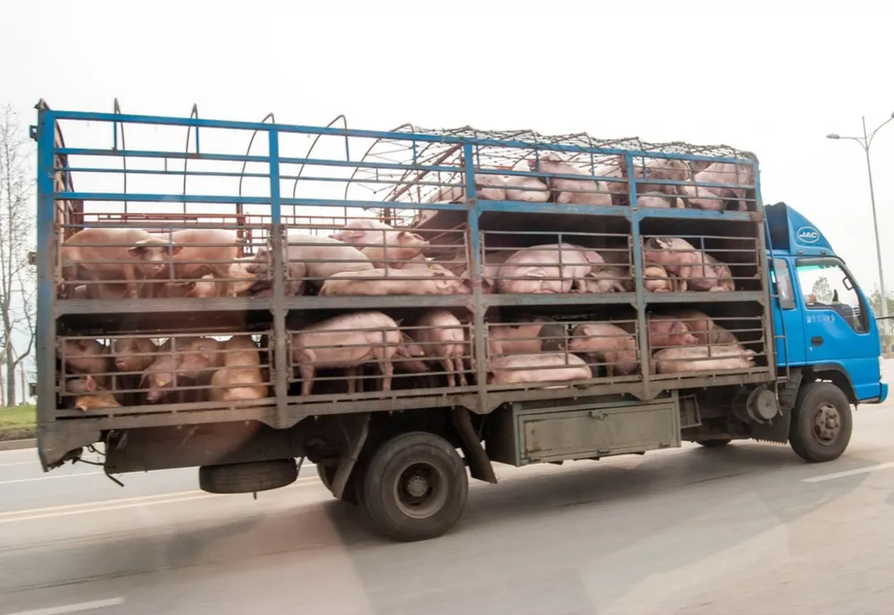 Sute de controale şi amenzi de peste 50.000 lei. DSV Covasna intensifică controalele în perioada sărbătorilor de iarnă