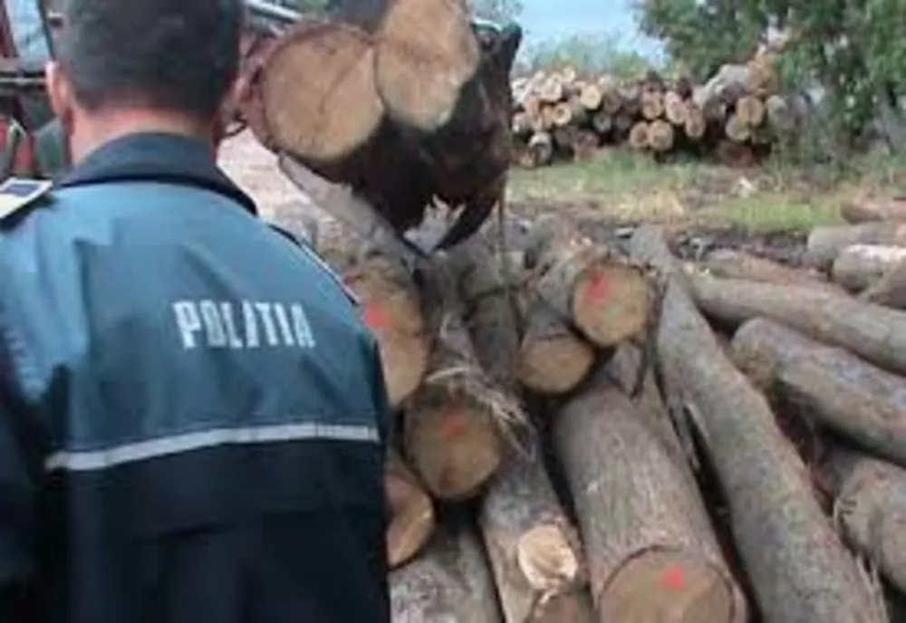 Mai puține delicte silvice în 2019 în județul Covasna
