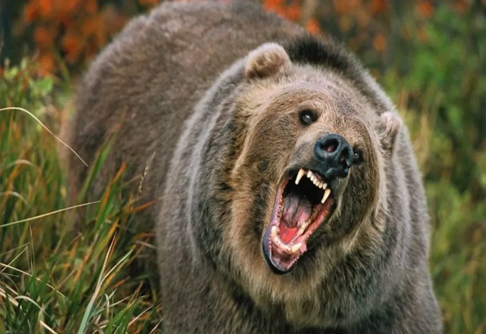 Sute de animale ucise și zeci de culturi distruse de urși anul trecut în județul Covasna